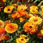 calendula flowers