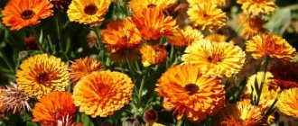 calendula flowers