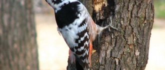 woodpecker