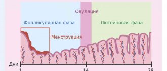 Changes in the uterine mucosa during the cycle