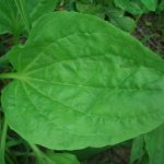 plantain leaf