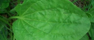 plantain leaf