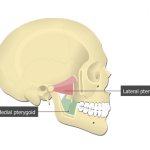 Медиальная (medial pterygoid muscle) крыловидная мышца