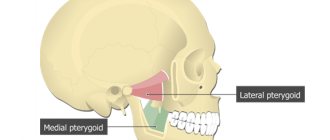 Медиальная (medial pterygoid muscle) крыловидная мышца