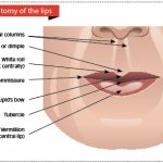 Muscles of the perioral zone