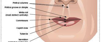 Muscles of the perioral zone