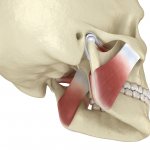 Basics of clinical gnathology