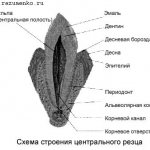 Periodontium