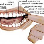 List of teeth