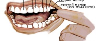 List of teeth