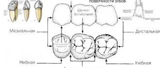 Tooth surfaces