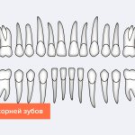 Размеры корней зубов в картинках