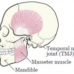 Figure 1. Bones and muscles of the jaws