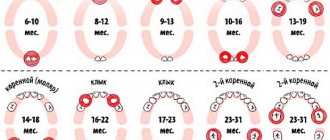 Схема появления зубов у ребенка