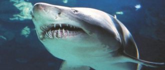 how many teeth does a shark have