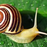 How many teeth does the Achatina snail have?