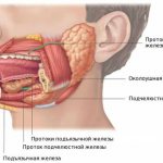 Salivary glands