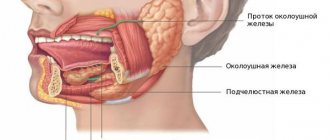 Salivary glands