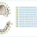 Сроки прорезывания