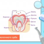 Строение молочного зуба в картинках