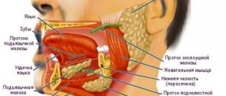 The structure of the sublingual region