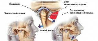 Structure of the TMJ