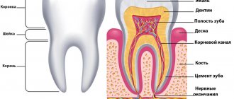 Tooth structure