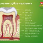 The structure of human teeth